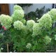 Hydrangea paniculata LIMELIGHT