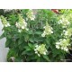 Hydrangea paniculata 'PINKY WINKY'