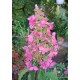 Hydrangea paniculata 'PINKY WINKY'