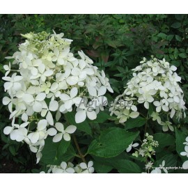 Bugás hortenzia - Hydrangea paniculata - PHANTOM