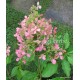 Bugás hortenzia - Hydrangea paniculata - PHANTOM