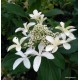 Bugás hortenzia - Hydrangea paniculata - GREET STAR