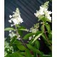 Hydrangea paniculata - GRANDIFLORA
