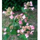Hydrangea paniculata - DHARUMA