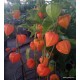 Lampionvirág mag-