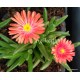 Kristályvirág - Delosperma - Coral Red - korallpiros