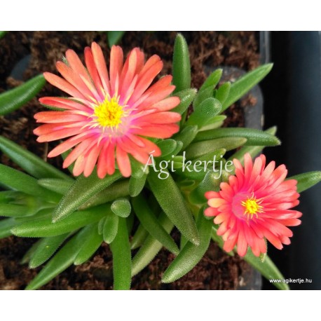 Kristályvirág - Delosperma - Coral Red - korallpiros