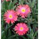 Kristályvirág - Delosperma - Coral Red - korallpiros