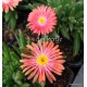 Kristályvirág - Delosperma - Coral Red - korallpiros