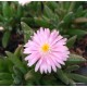 Kristályvirág - Delosperma luckhoffi 'Princess'