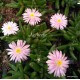Kristályvirág - Delosperma luckhoffi 'Princess'