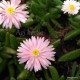 Kristályvirág - Delosperma luckhoffi 'Princess'