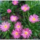 Kristályvirág - Delosperma luckhoffi Beaufort 'Karmin'