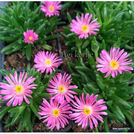 Kristályvirág - Delosperma luckhoffi Beaufort 'Karmin'
