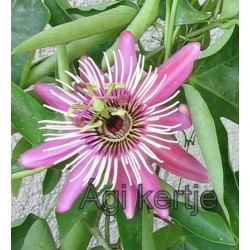 Passiflora 'Violacea'