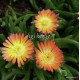 Kristályvirág - Delosperma - Rainbow
