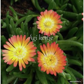 Kristályvirág - Delosperma - Rainbow