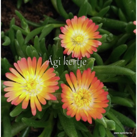 Kristályvirág - Delosperma - Rainbow