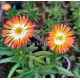 Kristályvirág - Delosperma - Rainbow