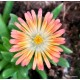 Kristályvirág - Delosperma - Orange Yellow