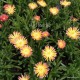 Kristályvirág - Delosperma - Orange Yellow