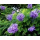 Jacaranda mimosifolia-Páfrányfa