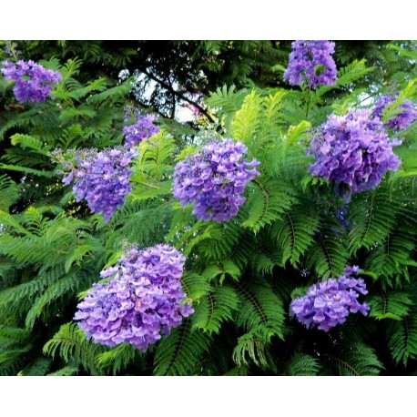 Jacaranda mimosifolia-Páfrányfa
