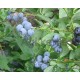 Fürtös kék áfonya-Vaccinium corymbosum