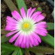 Kristályvirág - Delosperma  Wonder Pink