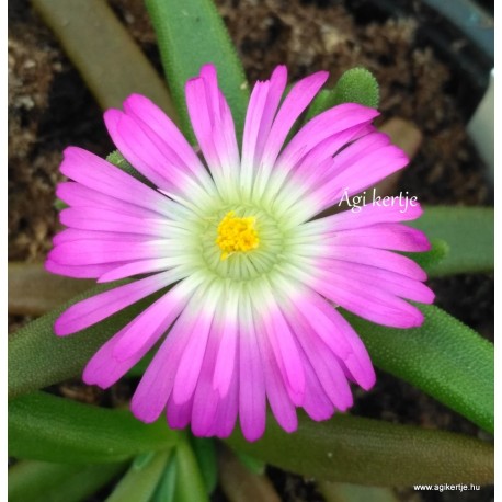 Kristályvirág - Delosperma  Wonder Pink