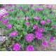 Kristályvirág - Delosperma  cooperi