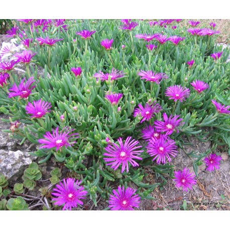 Kristályvirág - Delosperma  cooperi