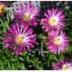 Kristályvirág - Delosperma -  Grandiflora - nagyvirágú 