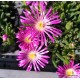 Kristályvirág - Delosperma -  Grandiflora - nagyvirágú 