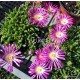 Kristályvirág - Delosperma -  Grandiflora - nagyvirágú 