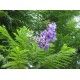 Jacaranda mimosifolia-Páfrányfa
