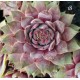 18 - Kövirózsa - Hamvas rózsaszín - Sempervivum
