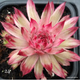 24 - Kövirózsa - Szalmarózsa - Sempervivum