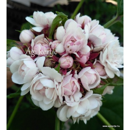 Kínai klerodendrum - Clerodendrum filippinum - Clerodendrum fragrans