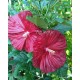 Mocsári hibiszkusz - Robert Fleming -  Hibiscus moscheutos