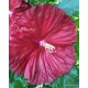 Mocsári hibiszkusz - Robert Fleming -  Hibiscus moscheutos