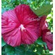 Mocsári hibiszkusz - Robert Fleming -  Hibiscus moscheutos