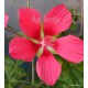 Kenderlevelű hibiszkusz, piros - Skarlát hibiszkusz - Hibiscus coccineus