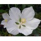 Kenderlevelű hibiszkusz - hófehér - Hibiscus coccineus Alba