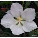 Kenderlevelű hibiszkusz - hófehér - Hibiscus coccineus Alba