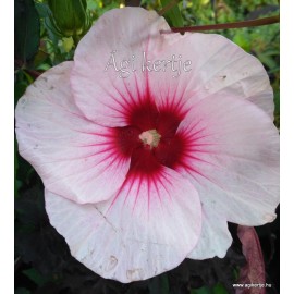 Mocsári hibiszkusz - Jolly Heart - Hibiscus moscheutos