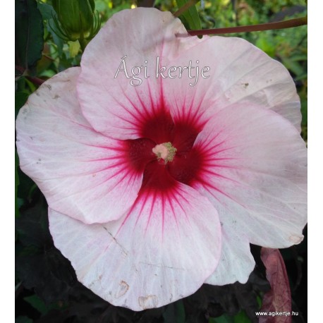 Mocsári hibiszkusz - Jolly Heart - Hibiscus moscheutos