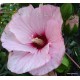 Mocsári hibiszkusz - Pink Candy - Hibiscus moscheutos
