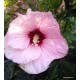 Mocsári hibiszkusz - Pink Candy - Hibiscus moscheutos