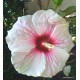 Mocsári hibiszkusz - Kopper King - Hibiscus moscheutos